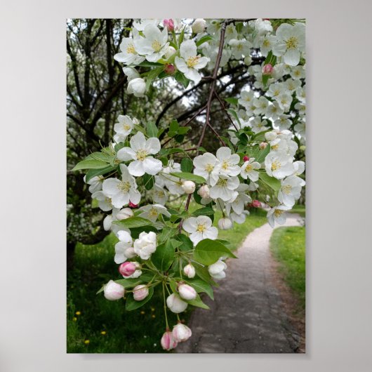 Auf den Zweigen der Blüten Poster (Vorne)