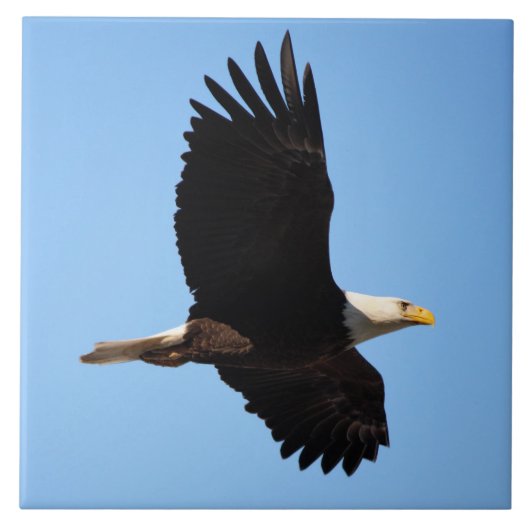 Auf der Keramik Eagle Wings Fliese (Vorderseite)