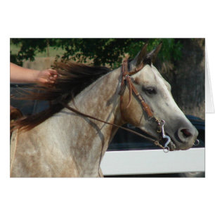 Auf der Pferdeausstellung