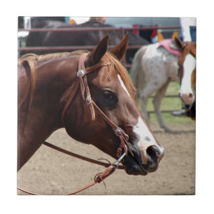 Auf der Pferdeausstellung Fliese
