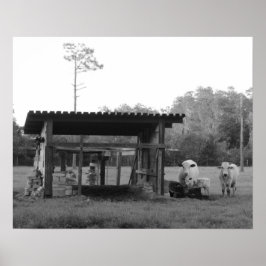Auf der Ranch - - Kühe - Schwarz und Weiß Poster