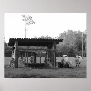 Auf der Ranch - - Kühe - Schwarz und Weiß Poster