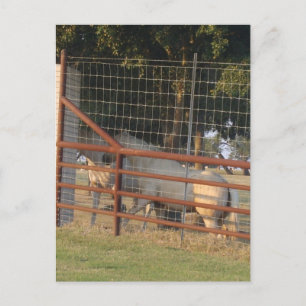 Auf der Range PostCard Postkarte