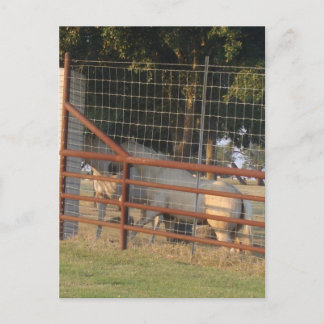 Auf der Range PostCard Postkarte