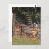 Auf der Range PostCard Postkarte (Vorne/Hinten)