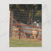 Auf der Range PostCard Postkarte (Vorderseite)