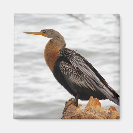 Auf der Suche Magnet (Vorne)