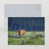 Auf der Wiese Postkarte (Vorne/Hinten)