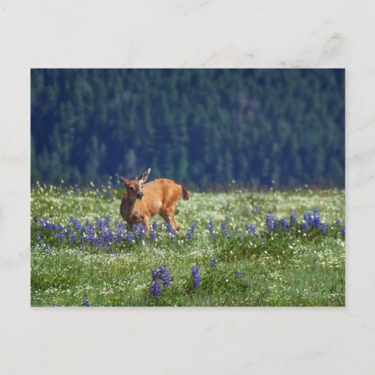 Auf der Wiese Postkarte (Vorderseite)