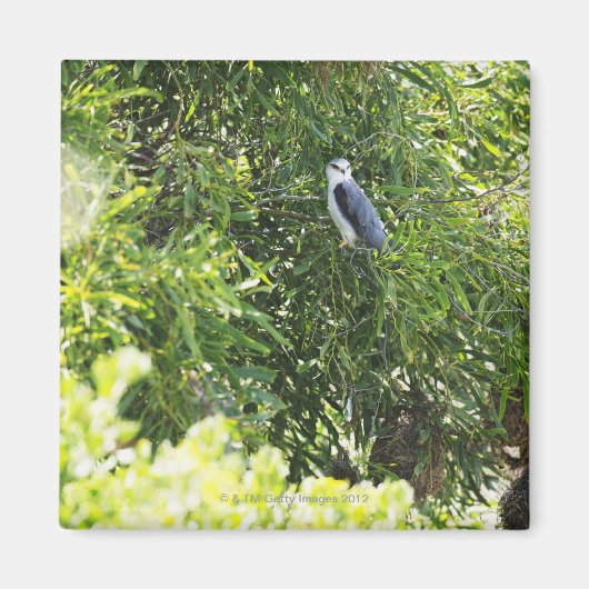 Auf einem Baum stehende Eule Magnet (Vorne)