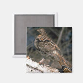 Auf einem Birkenlog stehender Ruffelhain Magnet (Vorderseite/Rückseite)