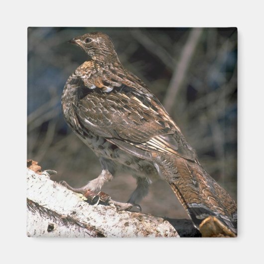 Auf einem Birkenlog stehender Ruffelhain Magnet (Vorne)