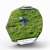 Auf einem grünen Feld steht ein blauer Vogel. Fotoblock (Links)