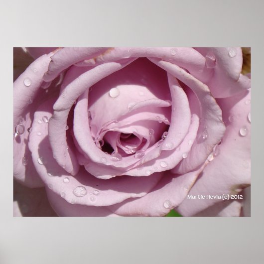 Auf einer Lavendel-Rose Poster (Vorne)