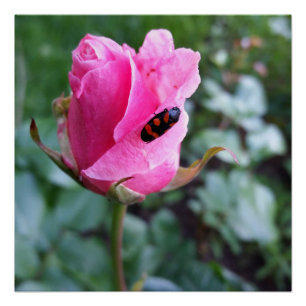 auf einer Rose ruhen Poster
