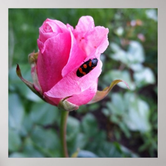 auf einer Rose ruhen Poster (Vorne)