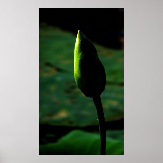 Auf Größe eingestellt Poster (Vorne)