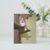 auf Katzenbaum Postkarte (Stehend Vorderseite)