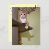 auf Katzenbaum Postkarte (Vorne/Hinten)