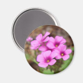 Auf meinem Haustürmagnet Magnet (Vorderseite/Rückseite)