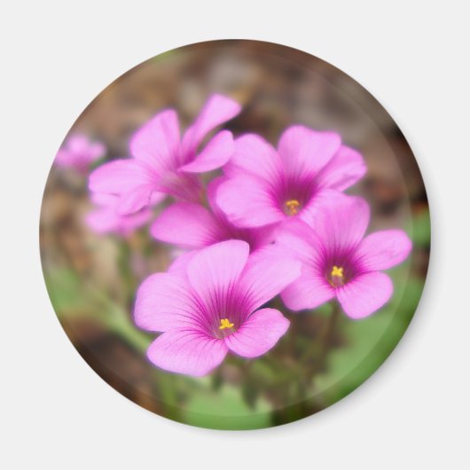 Auf meinem Haustürmagnet Magnet (Vorne)