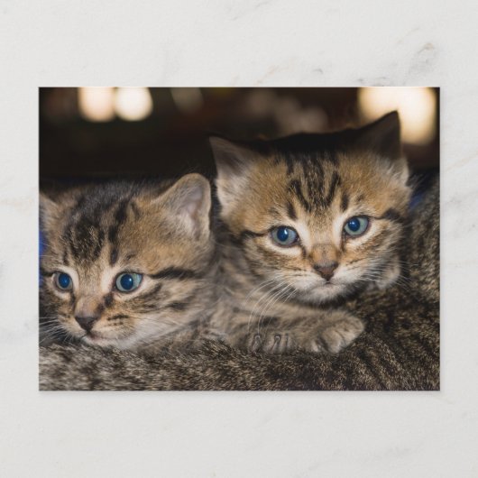 Auf Mommas rücker Postkarte (Vorderseite)