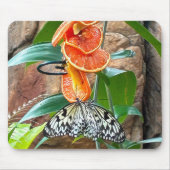 Auf Orangen Fütternd Baumnymph-Schmetterlinge Mousepad (Vorne)