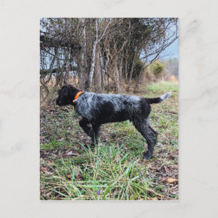 Auf Punktwelpen Postkarte