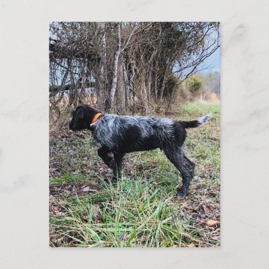 Auf Punktwelpen Postkarte (Vorderseite)