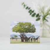 Auf Safari im Mikumi-Nationalpark in Tansania, Postkarte (Stehend Vorderseite)