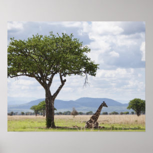 Auf Safari in Mikumi Nationalpark in Tansania, Poster