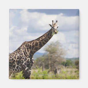 Auf Safari in Tansania, Afrika. Magnet
