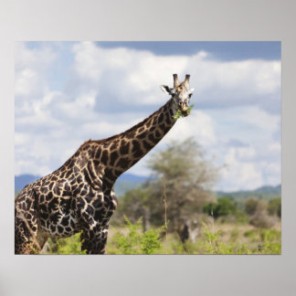 Auf Safari in Tansania, Afrika. Poster