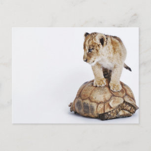 Auf Schildkröte stehender Löwe, weißer Hintergrund Postkarte