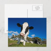 Auf Weide fütternd Kühe 2 Postkarte (Vorne/Hinten)