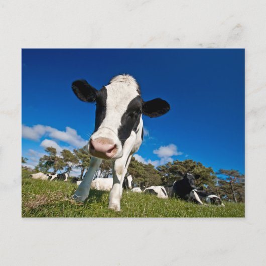Auf Weide fütternd Kühe 2 Postkarte (Vorderseite)