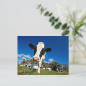 Auf Weide fütternd Kühe 2 Postkarte (Stehend Vorderseite)