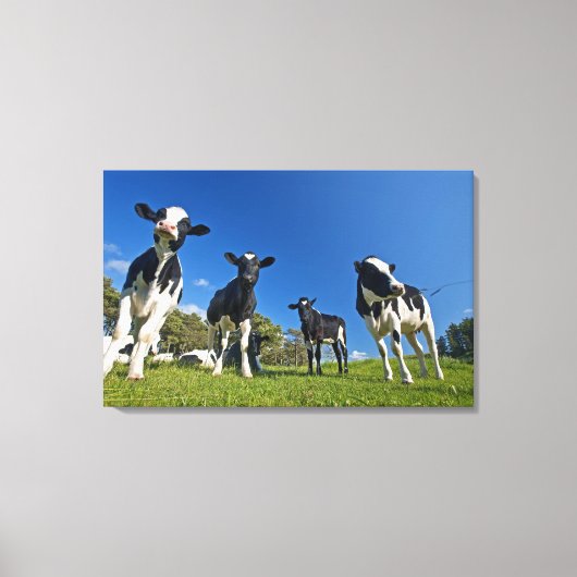 Auf Weide fütternd Kühe Leinwanddruck (Vorderseite)