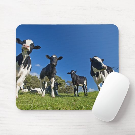 Auf Weide fütternd Kühe Mousepad (Mit Mouse)