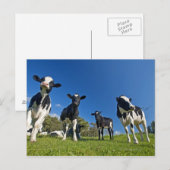 Auf Weide fütternd Kühe Postkarte (Vorne/Hinten)