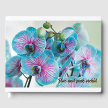 Auf weißem Hintergrund abgeschieden blühen