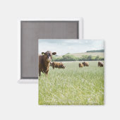 Auf Wiese stehende Kühe Magnet (Vorderseite/Rückseite)