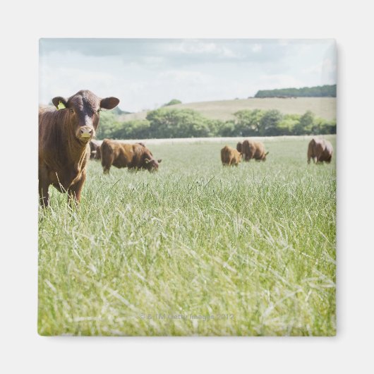 Auf Wiese stehende Kühe Magnet (Vorne)