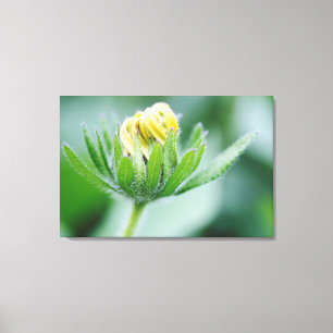 Aufblühende Kegelblume Leinwanddruck