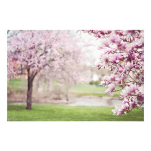 Aufblühende Magnolienbäume Fotodruck