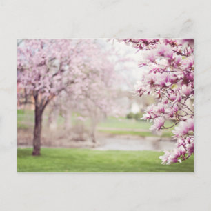 Aufblühende Magnolienbäume Postkarte