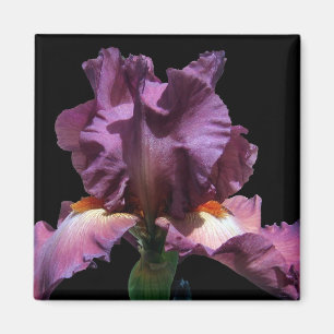 Auffallende lila Iris Magnet