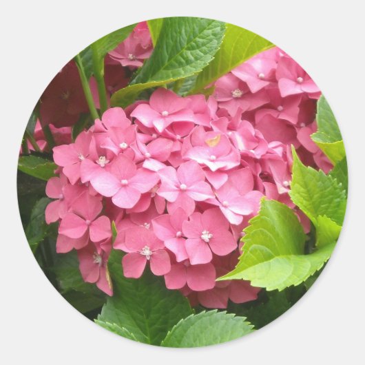 Auffallende rosa Hydrangeas Runder Aufkleber (Vorderseite)