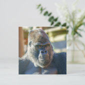 Auffallende Silverback (Stehend Vorderseite)