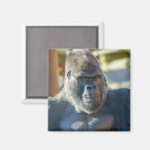 Auffallende Silverback Magnet (Vorderseite/Rückseite)